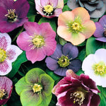 Hellebore Live Plant - Royal Heritage Helleborus with Lenten Rose Flower in 2.5 Inch Pot