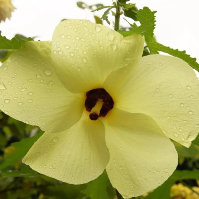 Hibiscus Chief Prize Tree Set - Live Blooming Shrubs 4-6 Inch Starter Size