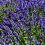 Hidcote Lavender Plant Gal Pot Perennial Flower
