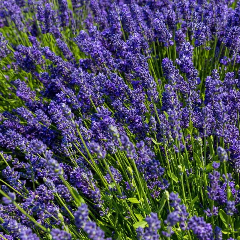 Hidcote Lavender Plant Gal Pot Perennial Flower