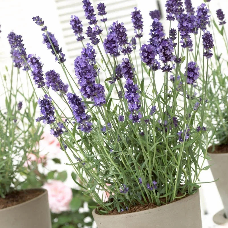 Hidcote Lavender Plant Gal Pot Perennial Flower