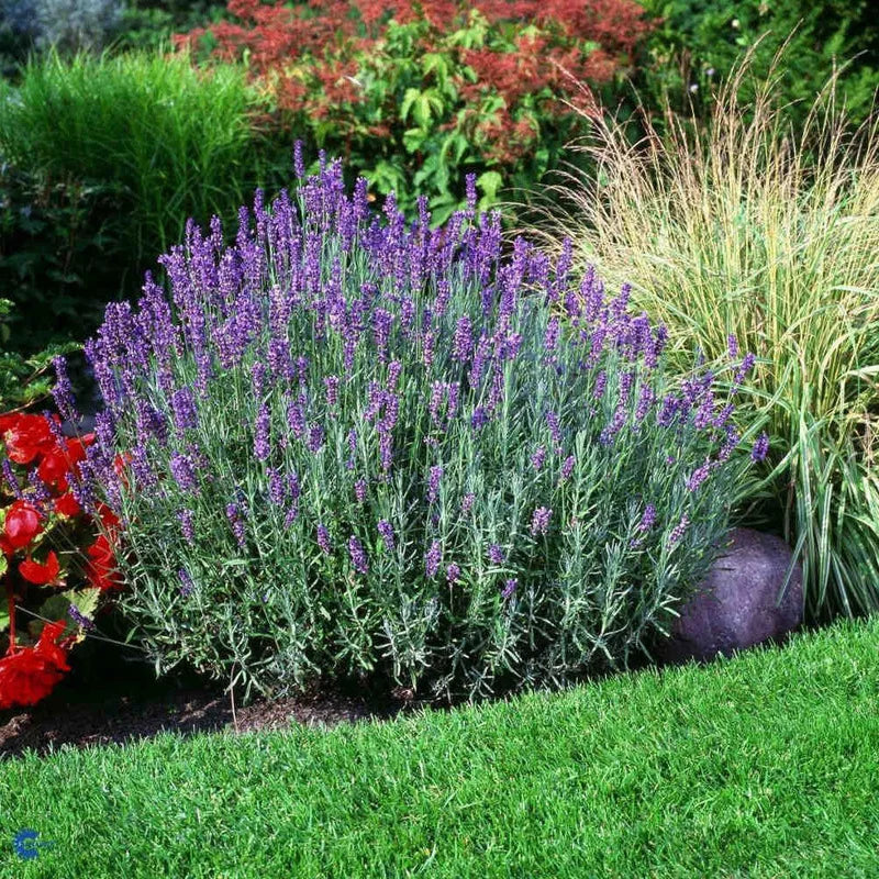 Hidcote Lavender Plant Gal Pot Perennial Flower