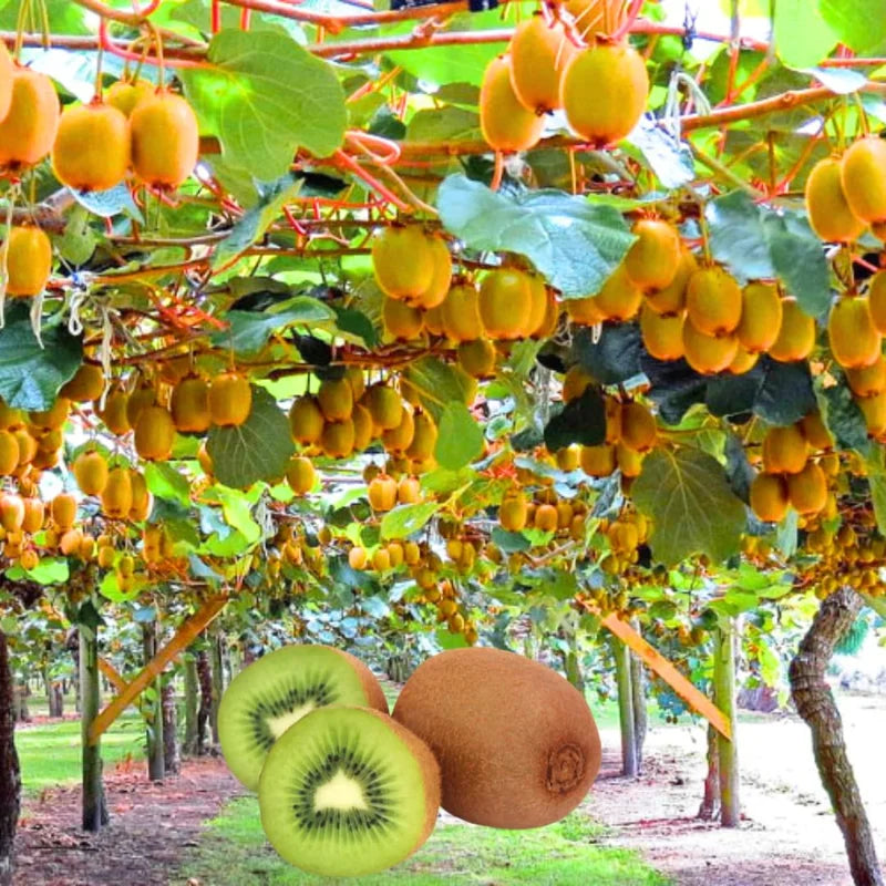Kiwi Vines Trees - Set of 2 Live Plants - Starter Size 4-6 Inches - No Pot
