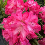 Hot Pink Rhododendron Plant Shrub - Vibrant Garden Color