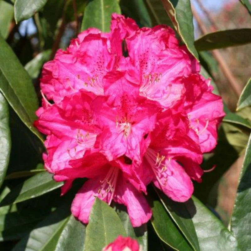 Pink Rhododendrun Tree Hot Pink Rhododendron Plant Shrub - Vibrant Garden Color – Exotic Roots