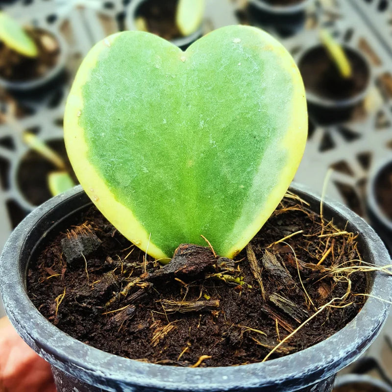 Hoya Kerrii Heart Plant Live, Hoya Kerrii Plant Live, Variegated Hoya Kerrii, Hoya Live Plant, Hoya Plant