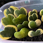 Hoya Kerrii Heart Plant Live, Hoya Kerrii Plant Live, Variegated Hoya Kerrii, Hoya Live Plant, Hoya Plant