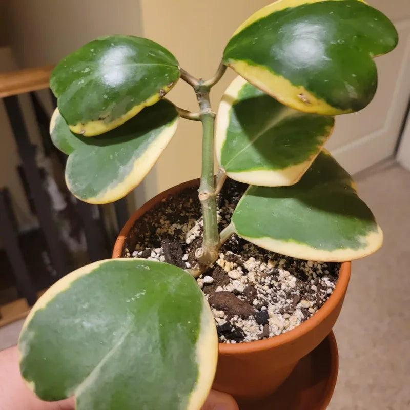 Hoya Kerrii, Hoya Kerrii Plant Variegated 2 Inches Pot, Hoya Kerrii Plant Live Houseplants, Trailing Hoya Kerrii Heart