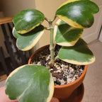Hoya Kerrii, Hoya Kerrii Plant Variegated 2 Inches Pot, Hoya Kerrii Plant Live Houseplants, Trailing Hoya Kerrii Heart