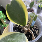 Hoya Kerrii, Hoya Kerrii Plant Variegated 2 Inches Pot, Hoya Kerrii Plant Live Houseplants, Trailing Hoya Kerrii Heart