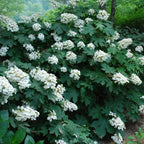 Hydrangea Plant Live, Hydrangea Shrub Bush, Hydrangea Live Plant for House Planting, Outdoor Hydrangea in 1 Gallon Pot, White Oakleaf