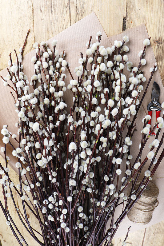 30 Large Pussy Willow Tree Cuttings, No Root, Easy to Root, Landscape Planting, 8-10 Inc Cuttings to Yield 30 Trees In Field or 60 In Containers