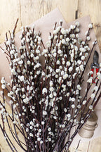 30 Large Pussy Willow Tree Cuttings, No Root, Easy to Root, Landscape Planting, 8-10 Inc Cuttings to Yield 30 Trees In Field or 60 In Containers