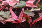 Flamingo Crypt Cryptocoryne Aquarium Plant, 1 Rooted Live Plant