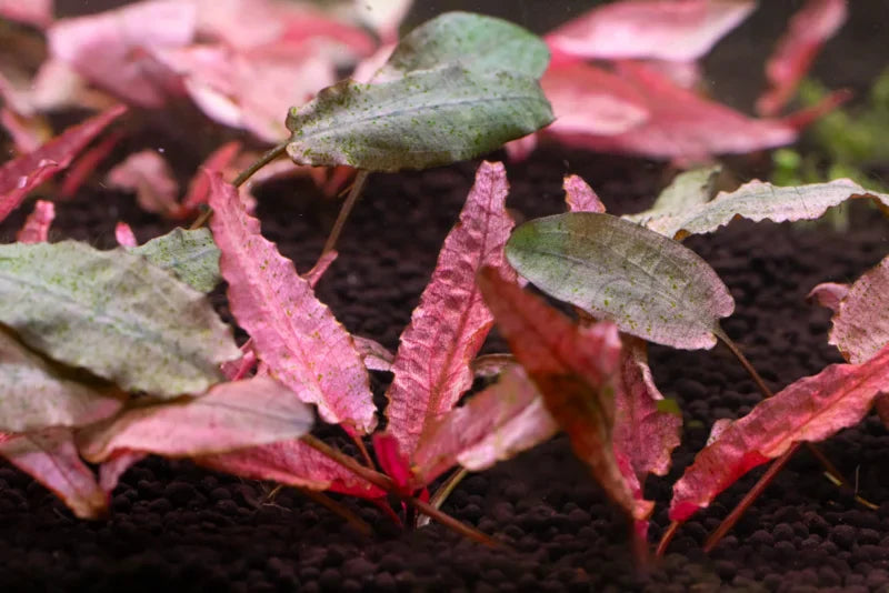 Flamingo Crypt Cryptocoryne Aquarium Plant, 1 Rooted Live Plant