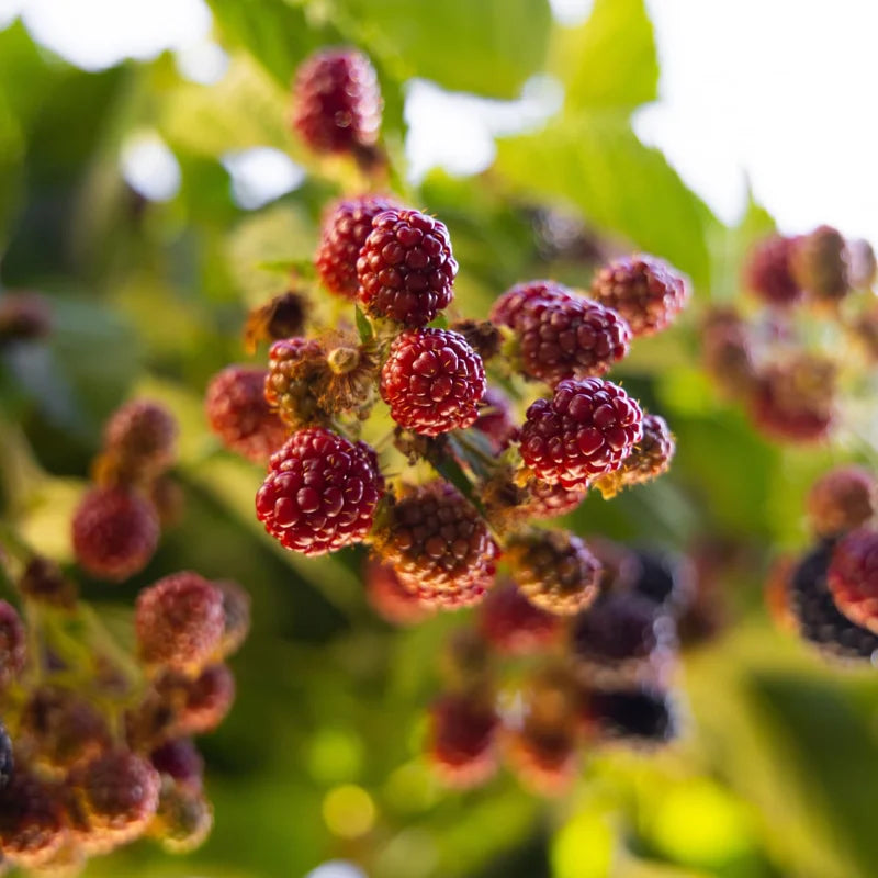 Illinois Everbearing Mulberry Tree Starter Plant - 6-8 Inches Tall - Edible Fruit