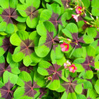 Iron Cross Shamrock Live Plant 6-8 Inch Potted Plant Indoor/Outdoor