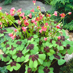 Iron Cross Shamrock Plant - 7 Inch Potted Indoor Plant