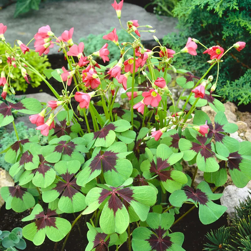 Iron Cross Shamrock Plant - 7 Inch Potted Indoor Plant