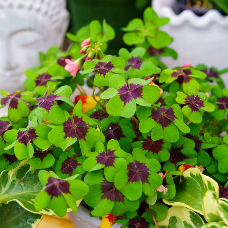 Iron Cross Shamrock Plant - 7 Inch Potted Indoor Plant