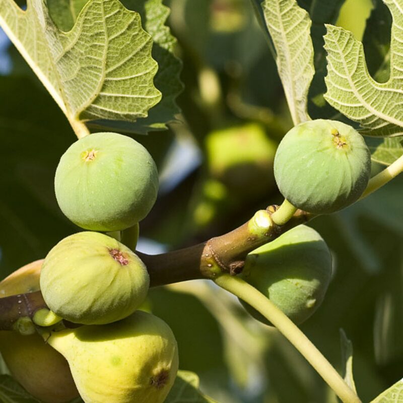 Ischia Fig Tree Plant - 4 to 6 Inc Tall