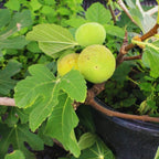 Black Mission Fig Live Plant - 4 to 6 Inc Tall