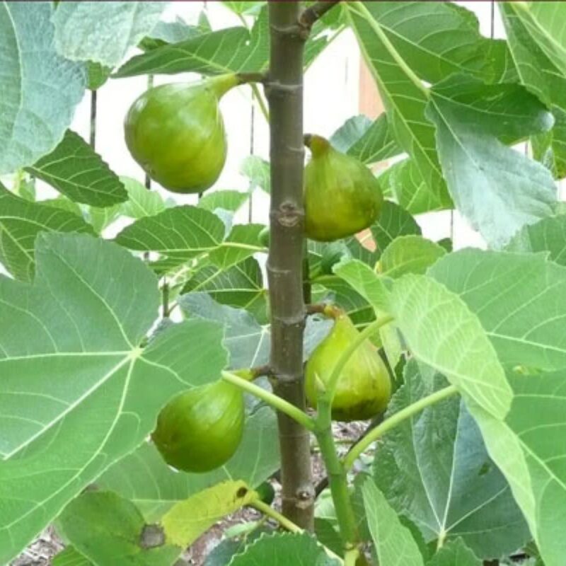 Black Mission Fig Live Plant - 4 to 6 Inc Tall