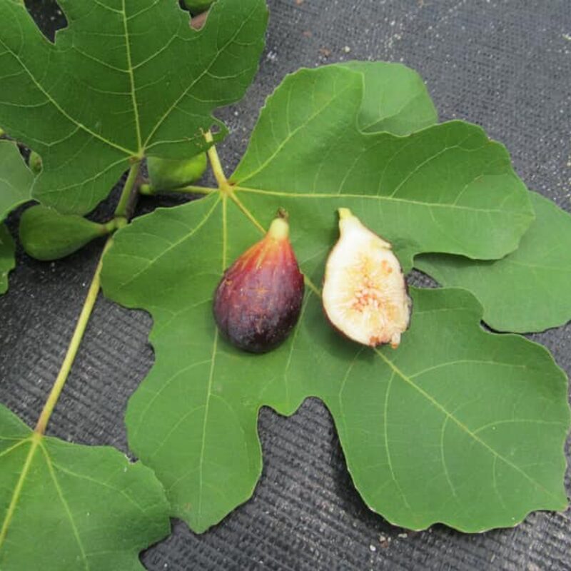 Black Mission Fig Live Plant - 4 to 6 Inc Tall