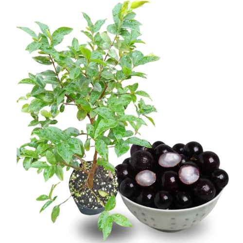 Jabuticaba Plant - 1 Year Old Brazilian Grape Tree Seedling 10-12 Inches Live Plant