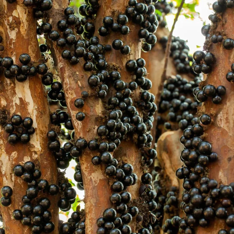 Jabuticaba Tree Live Plant - 10-12 Inch Brazilian Grape Seedling
