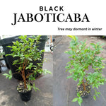 Jabuticaba Tree Live Plant - 10-12 Inch Brazilian Grape Seedling