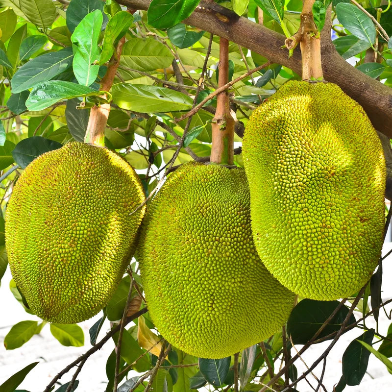Jackfruit Plant Seedling - 7-12 Inch Starter Tree - Tropical Fruit Growing