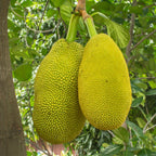 Jackfruit Plant Seedling - 7-12 Inch Starter Tree - Tropical Fruit Growing