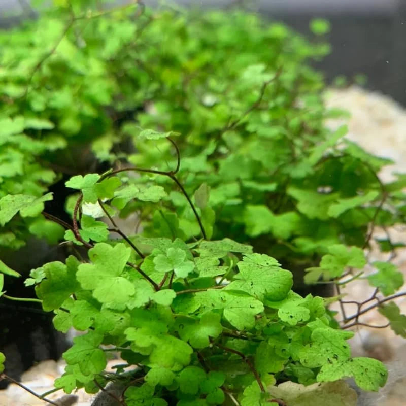 Japanese Dwarf Pennywort Live Aquarium Plant Bundle - Freshwater Easy Grow