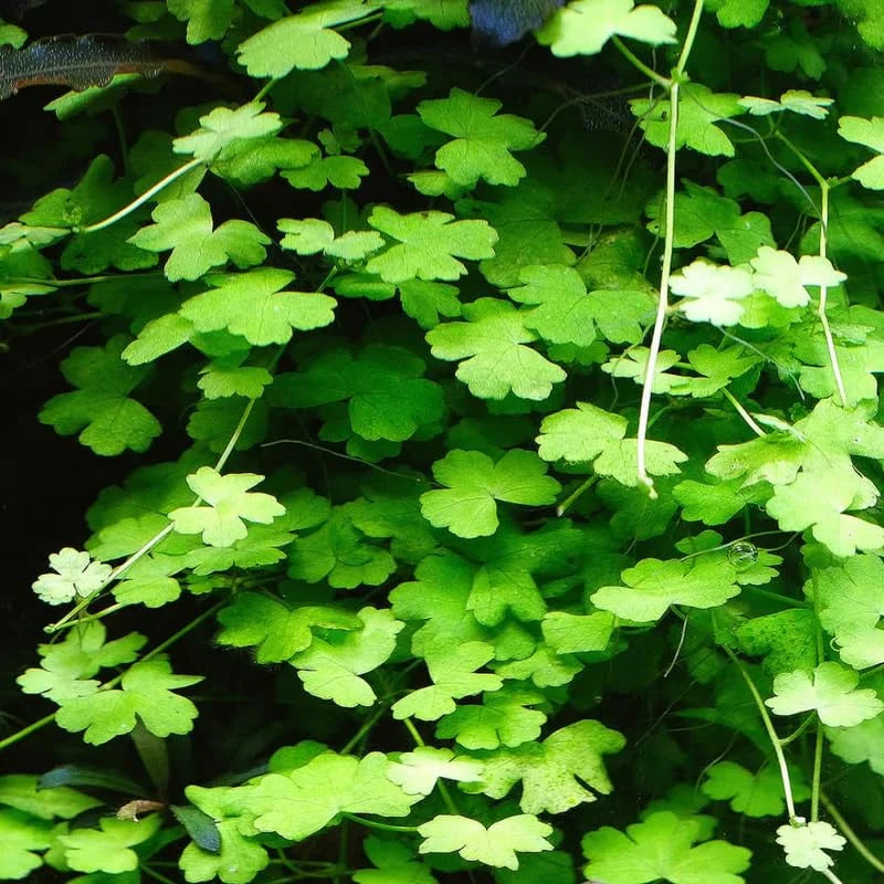Dwarf Pennywort Live Aquarium Plants - 5-7 Stems - Freshwater Tank Decor