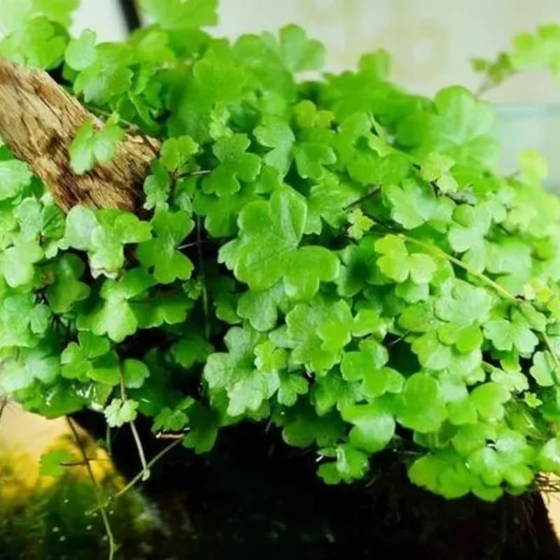 Dwarf Pennywort Live Aquarium Plants - 5-7 Stems - Freshwater Tank Decor