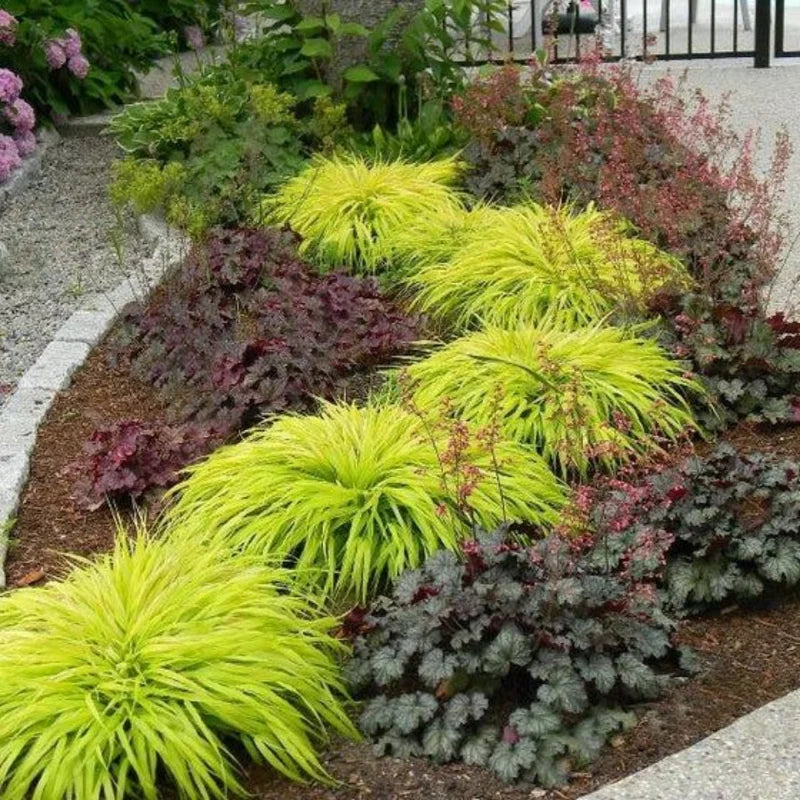 Japanese Forest Grass Plants Pack - 4-6 Inch Ornamental Grass