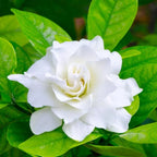 3 Cape Jasmine Live Plants, Fragrant Frostproof Jasmine Plant Live, Gardenia Jasmine Plant Indoor Live for Planting