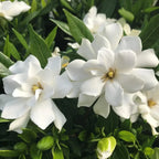 3 Cape Jasmine Live Plants, Fragrant Frostproof Jasmine Plant Live, Gardenia Jasmine Plant Indoor Live for Planting