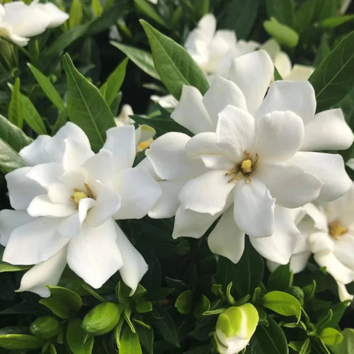 3 Cape Jasmine Live Plants, Fragrant Frostproof Jasmine Plant Live, Gardenia Jasmine Plant Indoor Live for Planting