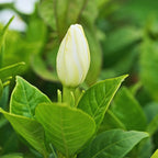 Jasmine Vine Bush Plant - Gardenia Jasminoides - 4 Inch Pot Live Plant