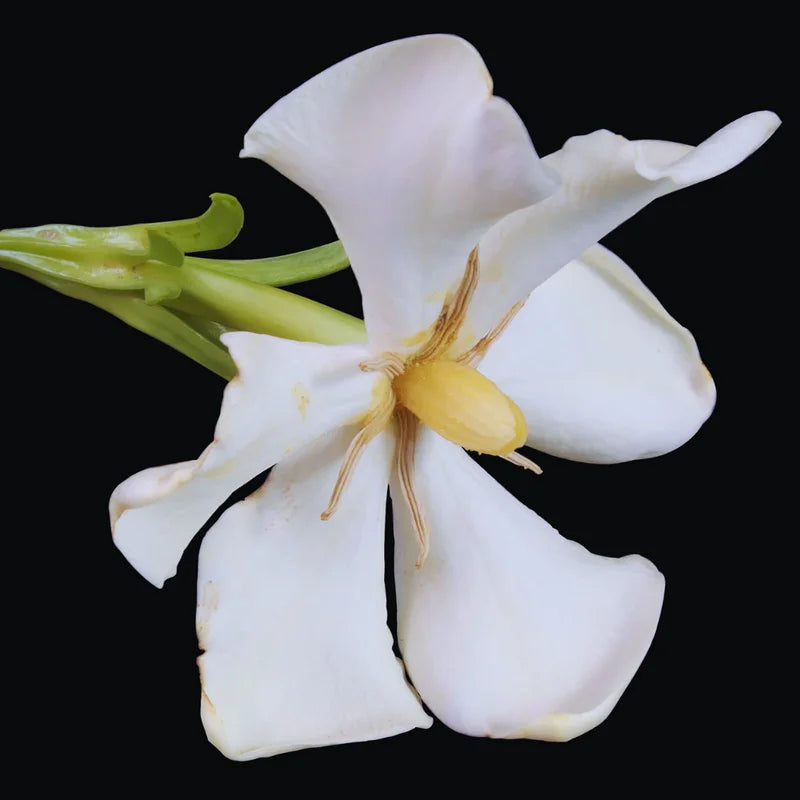 Jasmine Vine Bush Plant - Gardenia Jasminoides - 4 Inch Pot Live Plant
