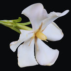 Jasmine Vine Bush Plant - Gardenia Jasminoides - 4 Inch Pot Live Plant