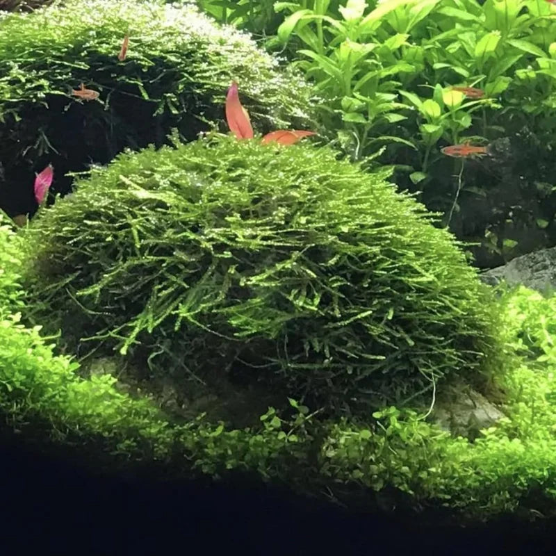 Java Moss Live Aquarium Plant Portion - Freshwater Aquatic Moss