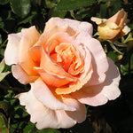 Just Joey Rose Plant Live