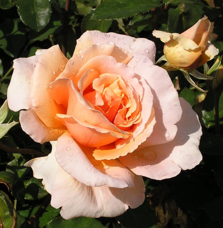 Just Joey Rose Plant Live