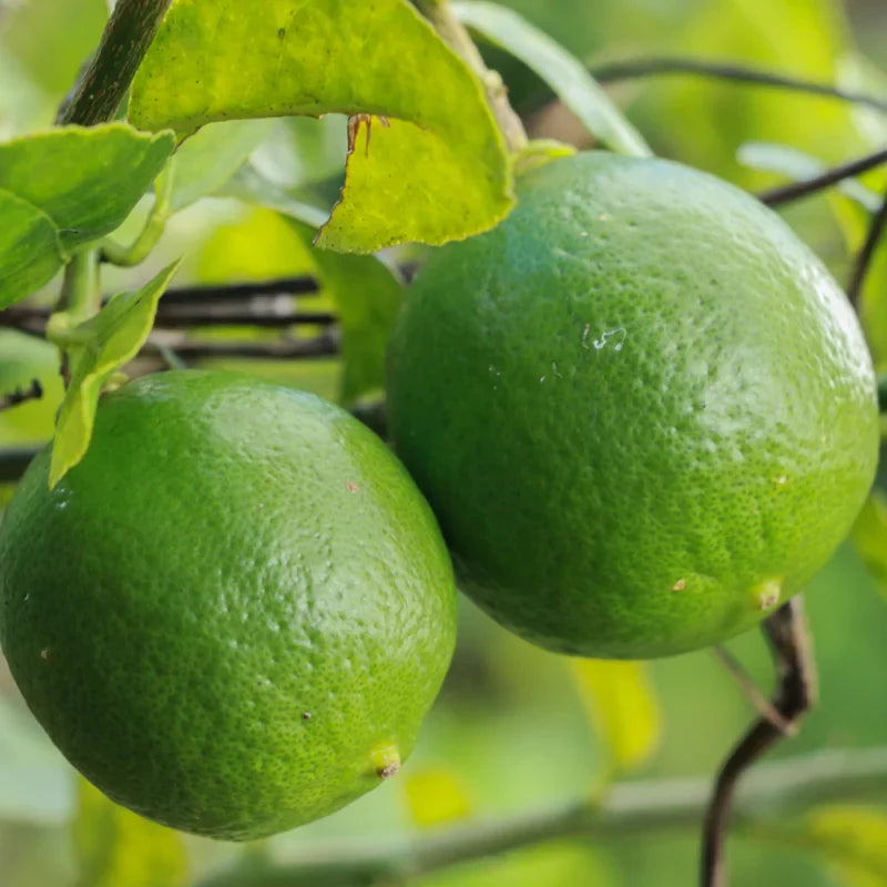 Key Lime Tree Plant - Live Key Lime Bush - 1 ft Tall - 5 Inch Pot