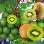 Kiwi Trees Combo Pack - 4 Live Vines, Starter Size, Hardy &amp; Sweet