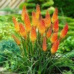 Red Hot Poker Lily Plants Live – 2 Kniphofia Perennials in 3.5-Inch Pots for Colorful Garden Landscaping