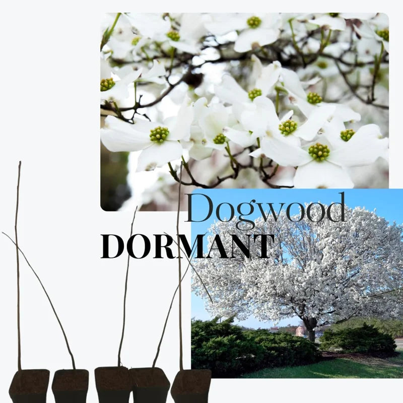Set of 10 Kousa Dogwood Trees Live Plants Bare Root, 12-18 Inches Tall, Ready for Planting, Kousa Flowering Dogwood Tree Seedling, Dormant, No Leaf